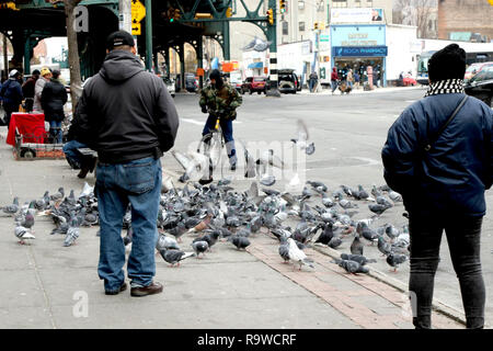 New York, NY, USA. 28th. Dec, 2018. Feeding pigeons invades busy Southern Boulevard in the South Bronx section of New York City. © 2018 G. Ronald Lope Stock Photo