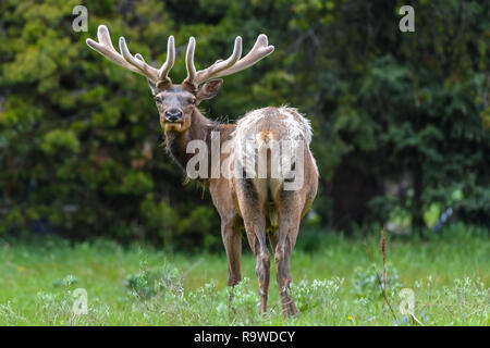 Male Elk with huge antlers is eating grass along the road at Yellowstone National Park USA Stock Photo