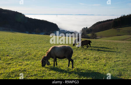 sheep on the heights of Freiamt in the black forest in germany Stock Photo