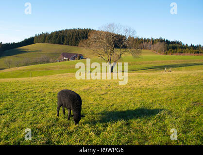 sheep on the heights of Freiamt in the black forest in germany Stock Photo