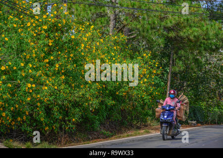 Dalat, Vietnam - Nov 12, 2018. Riding motorbike on mountain road in Dalat, Vietnam. Dalat is located 1,500 m above sea level in the Central Highlands  Stock Photo