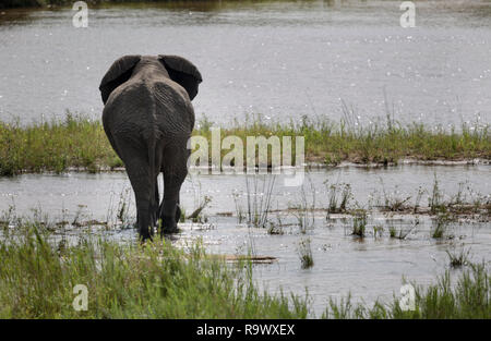 Elephant from behind, Kruger National Park, South Africa Stock Photo