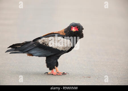 Male Bateleur (eagle), Terathopius ecaudatus, Kruger National Park, South Africa Stock Photo