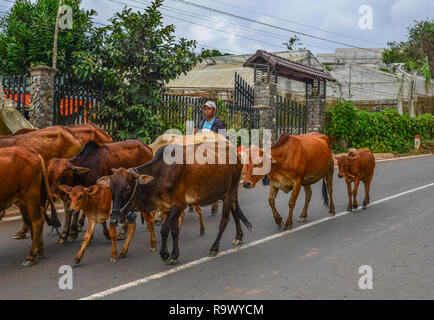 Dalat, Vietnam - Nov 12, 2018. Group of cow are walking on the road. Dalat is located 1,500 m above sea level in the Central Highlands region. Stock Photo