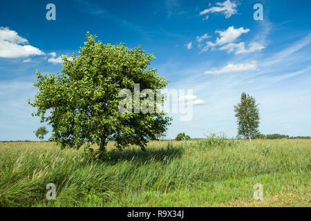 Deciduous tree on the meadow, horizon and white clouds on a blue sky Stock Photo