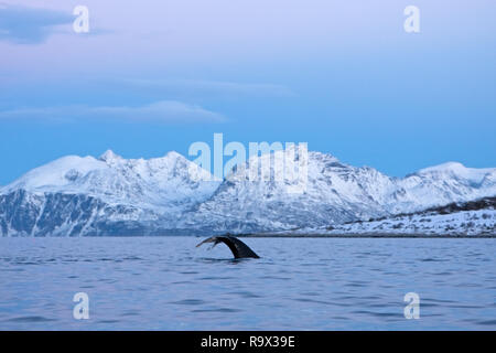 Humpback whale in Norway. Whales in the bay. Tail fin by whale. Stock Photo