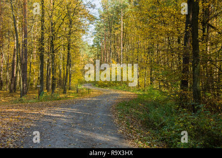 The road is covered with fallen leaves in the autumn forest Stock Photo