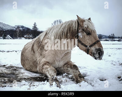 Happy white horse lying down and  playing in fresh snow Stock Photo