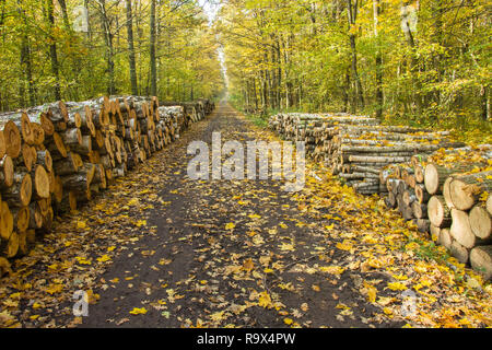 Long road through an autumn forest and cut trees arranged by the road Stock Photo