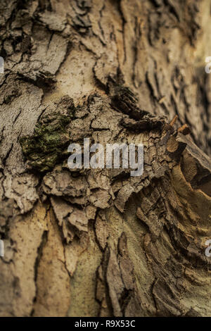 Creative bark of Platanus occidentalis, sycamore, planetree, buttonwood Stock Photo
