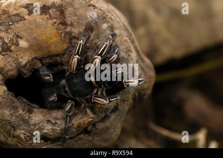 Zebra Knee Tarantula in Costa Rica Stock Photo