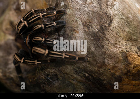 Zebra Knee Tarantula in Costa Rica Stock Photo