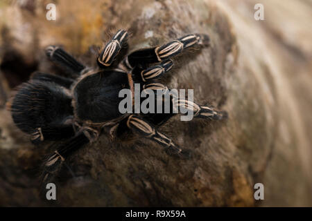 Zebra Knee Tarantula in Costa Rica Stock Photo