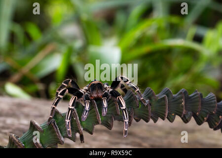 Zebra Knee Tarantula in Costa Rica Stock Photo