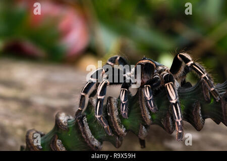 Zebra Knee Tarantula in Costa Rica Stock Photo