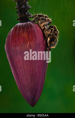 Zebra Knee Tarantula in Costa Rica Stock Photo