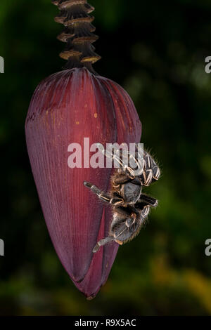 Zebra Knee Tarantula in Costa Rica Stock Photo