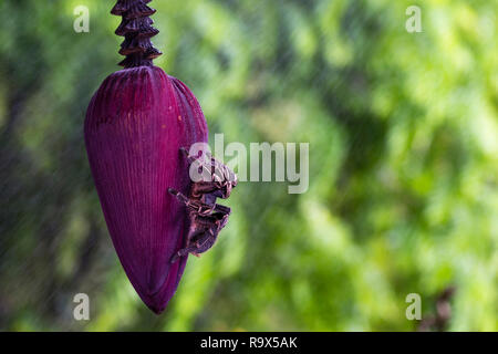 Zebra Knee Tarantula in Costa Rica Stock Photo