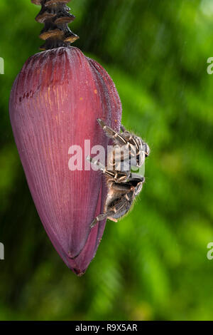 Zebra Knee Tarantula in Costa Rica Stock Photo