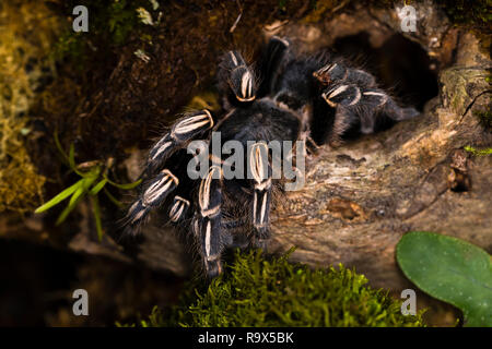 Zebra Knee Tarantula in Costa Rica Stock Photo