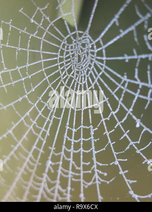 A very hard frost highlights the complex architecture and beauty of a spider's web, as well as the formation of ice crystals. Stock Photo
