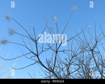 The branches of cotinus coggygria with heavily frosted inflorescences are striking against a blue sky in the wintry sunshine of a Scottish garden. Stock Photo