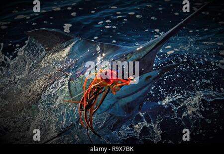 Big Marlin jumping boat side Stock Photo