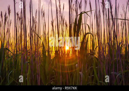 Tall grass and reeds with sunset seen from seashore of Long Island NY Stock Photo