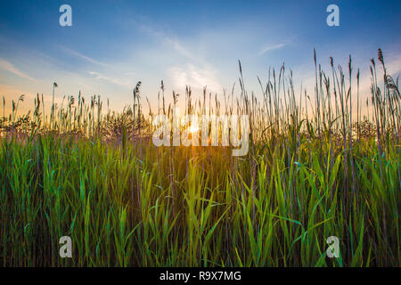 Tall grass and reeds with sunset seen from seashore of Long Island NY Stock Photo
