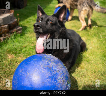 large black german shepherd