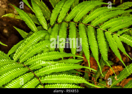 Detailed view of jungle fern in Costa Rica Stock Photo