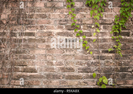 Old vines on old brick wall. Old brick wall with green ivy creeper plant. Stock Photo