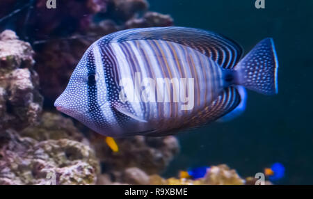 red sea sailfin tang in closeup, a popular tropical aquarium pet from the Indian ocean Stock Photo