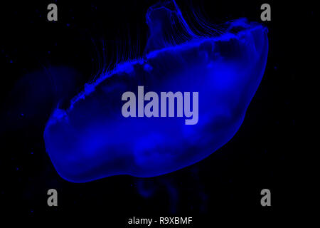 swimming moon jelly fish in close up with a cool blue light effect, marine life background Stock Photo