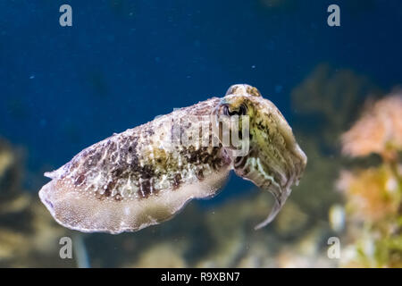 closeup of a common cuttlefish swimming in the ocean, funny aquarium pet Stock Photo