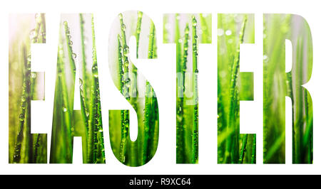 Font word EASTER with transparency Young green Grass with dew in sun's rays. Easter. Spring bokeh lights Stock Photo