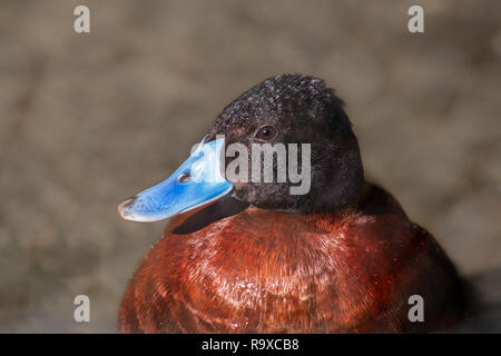 close up of the head of the argentine ruddy duck Stock Photo