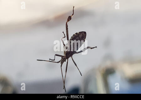 Beetle; Amphimallon solstitiale, in front of white background Stock Photo