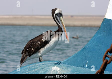 Peruvian pelican, Pelecanus thagus, Paracas Peru Stock Photo