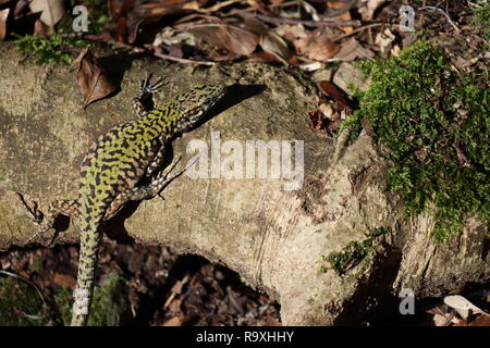 sunbathing Italian wall lizard in Apuan Alps Nature Reserve, Italy Stock Photo