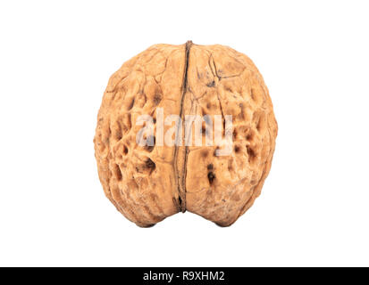 Dry big walnut isolated on white background Stock Photo