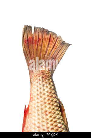 Fish tail pelengas closeup on white background Stock Photo