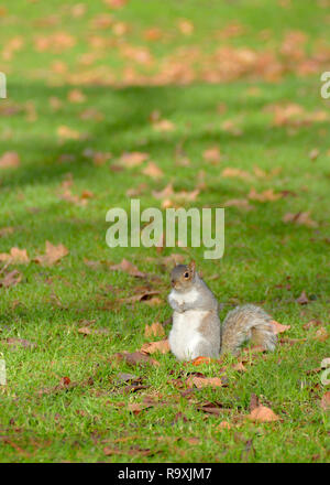 Grey Squirrel (Eastern Grey Squirrel / Gray Squirrel) Sciurus carolinensis. UK, Stock Photo