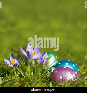 Purple crocuses with easter eggs in a spring meadow Stock Photo