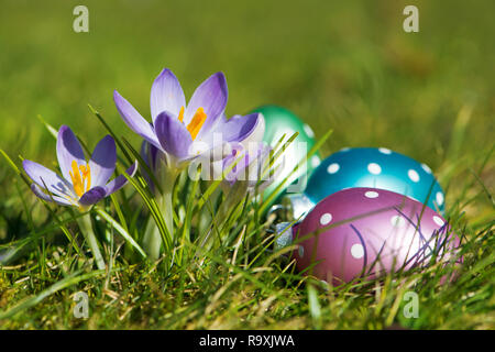 Purple crocuses with easter eggs in a spring meadow Stock Photo