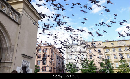 Flock of grey pigeons flying through the air in front of old buildings, in a square in Prague Stock Photo