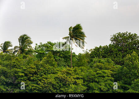 Lush green tropical rainforest and grey sky Stock Photo