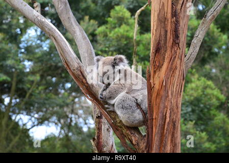 Koala on Phillip Island Stock Photo
