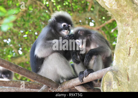 Dusky leaf monkey(Trachypithec us obscurus) Stock Photo