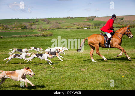 Master of Fox hounds on horse with hounds at point to point horse race at lydstep, pembrokeshire Wales UK Stock Photo